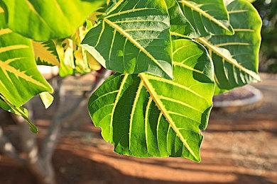 城市建造游戏《高层都市》发售日确定 推荐GTX 1080Ti